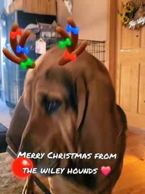 #Duke #DukeandDaisy #DaisyDuke #Daisy #bloodhound #4u #merrychristmas 