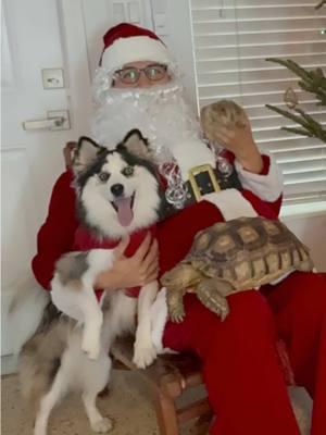 Happy Holidays!!!! • • • #prairiedog #animals #petlover #cute #poppytheprairiedog #tiktokanimals #santa #viraltiktok #tortoise #pomsky #wahoo #wahoowednesday 