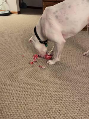 #Axle tried to open every present this year. #Christmas2024 #americanbulldogsoftiktok #doglife #dogsofticktok #americanbulldog #michigan 