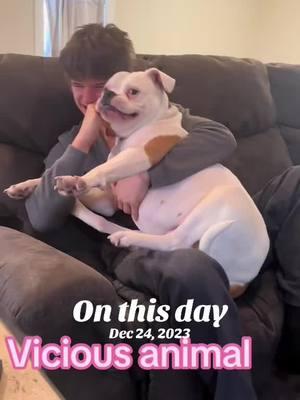 #onthisday #bubblesthebulldog #americanbulldog #bubblyboo #positivevibesonly💙 #lifeaccordingtobubbles #bulldogsoftiktok #fyp #viralvideo #trending 