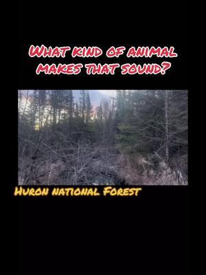 Michigan creatures #tiktoktrending #outdoor adventure#Sasquatch vocalizing#Bigfoot vocalizing#real or fake#TikTok trending#what#huronnationalforest #crazy encounter#Shapeshifter#want to go#wolves?#coyotes.#Michigan critters.#what are we listening to?#TikTok viral video.#