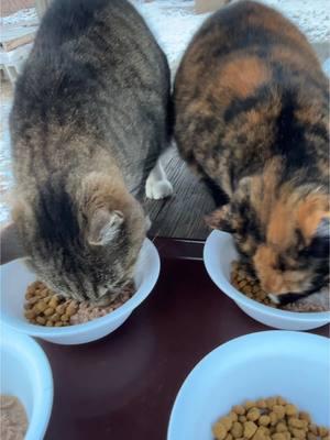 Christmas Breakfast w/Daily Hiss Crew #dailyhiss #fyp #feralcat #feralcats #feralcatsoftiktok #tnr #tnrsaveslives #trapneuterandrelease #helpcontrolthepetpopulation #spayandneuteryourcats #catsoftiktok #cat #ilovecats 