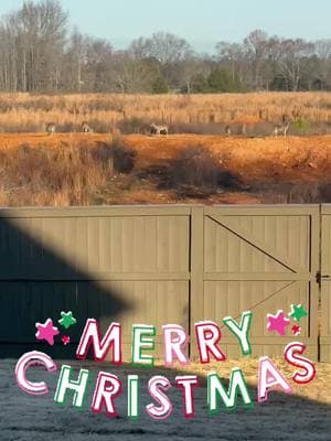 #christmasmorningblessing #christmasmorning #deerfamily #deerwatching #drinkingcoffee #morningview  #nature #godscountry #huntthegoodstuff #tightlines