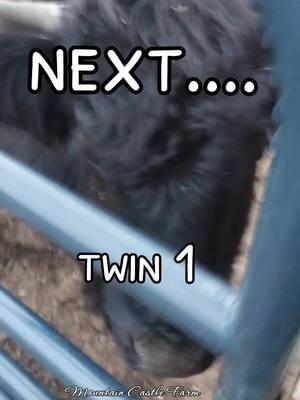 #next #line #family #mama #Siblings #hello #atthebarn #barnyard #mountaincastlefarm #memoriesbysheri #cattle #farmanimals 