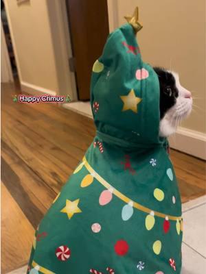 🎄 Meowy Christmas 🎅🏻 #elf #christmas #dressedup #fyp #rescuecat #catsoftiktok 