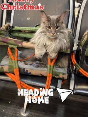 #creatorsearchinsights travel mainecoon kitty cats.  @Roverlund #mainecooncat #travelcat  #mainecoon 