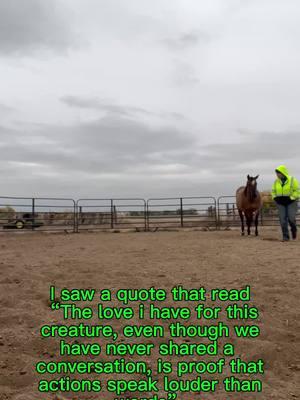 #thankful #mare #dun #freya #aqha #horse #wlw #lesbian #colorado 