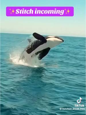 Alexa, play I’m Not Okay by My Chemical Romance 😭🙃 thank you @Hatched for this amazing video 🤍 #greenscreenvideo #stitch #willyoubethere #whalewatching #orcas #orcatok #whaletok #emotional #helpmeimfeeling #merrychristmas #sandiego #MentalHealth #fypシ゚viral #viraltiktok #fypシ #fyp #trending #foryoupage 