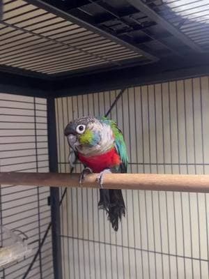 #parrot #parrotsoftiktok #parrots #parrotlover #parrotlife #parrotchallenge #parrottok #parrotlovers #parrotmom #parrotlover🐦 #petparrot #parrotrescue #parrottrainer #parrotcare #parrot🦜 #parrotparent #parrotfamily #lovelyparrot #parrotmeme #cussingparrot 