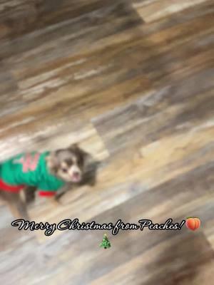 Merry Christmas 🎄! God bless you! #thedancingpeach #longhairchihuahua #chihuahua #chihuahuatiktok #chihuahuas #chihuahuasoftiktok 