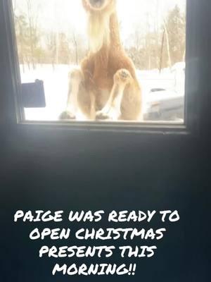 #merrychristmas #christmasmorning #maine #snow #christmas #farmlife #chorestime #feedme #lamanchagoat #goats #goat #dairygoat #louddogfarm 