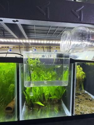 Hatching Rainbowfish eggs in a jar PART 3: Moving them to a hang on breeder box to continue to grow! #fishbreeding #rainbowfish #tutorial #dakuaquatics #fishkeeping #aquarium #aquariumhobby #fish #aquascape #freshwateraquarium #aquariumfish #plantedtank #aquariums #tropicalfish #fishkeeper #aquascaping #aquariumlife #plantedaquarium #nanofish #aquariumsofinstagram #freshwaterfish #freshwatertank #aquascaper #natureaquarium #freshwater #fishofinstagram #nature #nanotank #fishroom