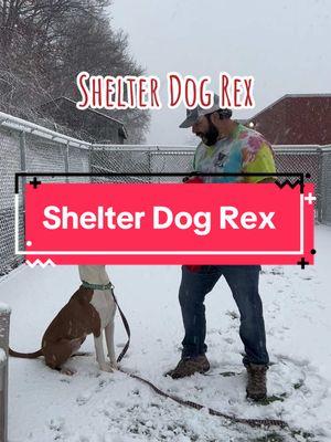 Meet Rex! 🐾  ❤️ Thank you to Hugh and the entire staff and their volunteers at the @RISPCA for taking such good care of Rex!  💥 He comes with a Handsome Dan’s Rescue #TakeMyLead grant giving him #FREE #DogTraining! 💕 Thank you to our #generous donors for making these stockings possible for our program dogs.  #adoptme #dogs #santa 