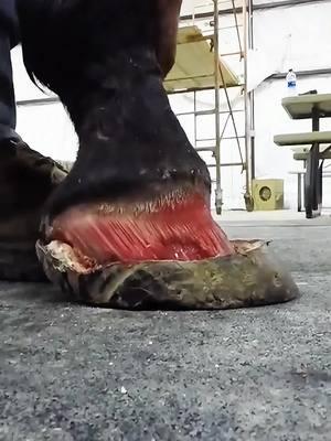 #farrier #farriersoftiktok #farrierlife #hoof #hoofcare #hoofpicking #hoofcleaning #hoofcow #horse #fyp #horsehooves #hooftrim #hooftrimingvideos #satisfying #asmr #hooftriming #foryou #viral 