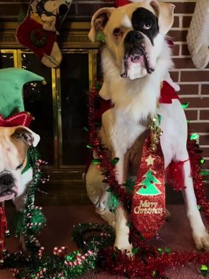 Feliz Navidad y’all 🎁🎄❄️ #christmas #merrychristmas #happyholidays #dogsoftiktok #fypシ #fyp #fy #holidayoutfit #outfit #outfitinspo #feliznavidad #squadgoals #squad #gremlins #goblins 