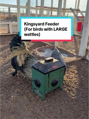 Replying to @The Rusty Rake Homestead So far nobody’s had any trouble using this feeder. Vader has the largest waddles on the farm and although he is camera shy, he didn’t have any trouble using this feeder! #chickenmom #chickenfeed #christmasgiftideas #TikTokShop 