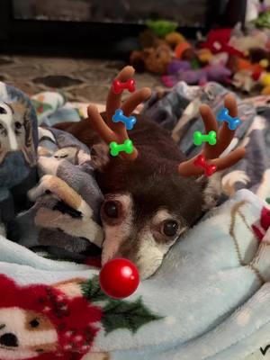 #fyp #foryou #tiktok #rudolph #christmas #dogsoftiktok #dogs #dogsoftiktok 