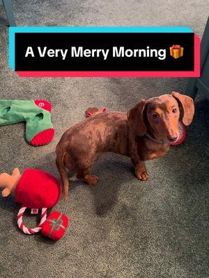 A Very Merry Morning 🎄 Toys to squeak, treats to eat, & all the wrapping paper I could ever ask for 🎁 Santa Paws must've seen what a good boy I've been 🎅🏻 Wishing everyone a Merry Christmas filled with love & joy 🥰✨ #dog #dogsoftiktok #dachshund #miniaturedachshund #fy #fyp #foryou #foryoupage #tiktok #viral #trending #happydog #funnydog #sausagedog #sausagedogsoftiktok #wienerdog #christmas #merrychristmas #presents #dogtoy #dogtoys #christmasday #treats #happyholidays 