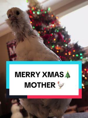 Merry Christmas from my flock to yours!!🎄🎁 | ft Marloe, Cleo, Mocha, Fiona, & Shiloh 🐓 | if your starting to wonder why all of the running clips are the same as the ones in my other posts it's bcs I haven't gotten any new clips of the girls!!😭 #foryoupage #foryou #chickensoftiktok #thefabflock #merrychristmas #christmas #christmas2024 #funnychickens #relatable #funnychickenvideos #viral #blowup #backyardchickens #bantams #chicksrunning #merrychickmas #salmonfaverolle #silkiechicken 