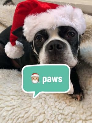 Santa paws 🐾 #eddietheboston #bessietheboston #winnietheboston #bostonterrier #btbrigade #bostonterrierbrigade #smartball 