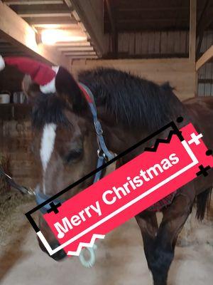 Merry Christmas from Calvin and me !  #horsesoftiktok #letsridehorses #barnlife #horsegirl #holsteiner #dressagerider #geldingsoftiktok #horsesoftiktok #equestrianlife #warmbloodhorse 