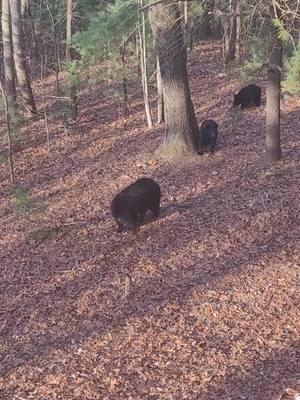 #bear #necessities #mountain #mama #merrychristmas