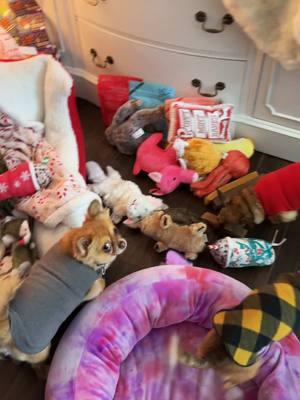 Merry Christmas 🎅 Santa paws brought lots of treats for the kiddos!! #merrychristmas2024 #pawliciouspoochiepetrescue #rescuedogs #nokids #povstories #santapaws 