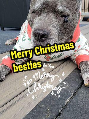 Merry Christmas!!#dogsoftiktok #dogs #dogtok  #seniorpup #merrychristmas   #friends  #nala #cute  #angel  #petsarefamily #tired  #dogvideo #pitbull #friday  #bullybreed #bestie  #pitbullsoftiktok  #furbaby #sosweet  #furbabylove #dogmom @jamesjobe35  dog video if you are a dog lover dogs that sleep my soul dog poem Dog Talking Dog TikTok Trends funny dog videos