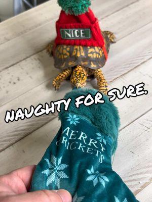 MERRY CRICKETS?! 😳 #otistheturtle #funnyanimals #funnymoments #Christmas #gardenstatetortoise #boxturtle #turtletok 