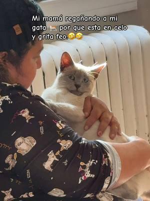 #gataencelo #gata #gatitos #gato #😮 #🤣 