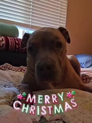 #onthisday #tiktok #followme #RIP #foreverlove #crazydog #pitbullsoftiktokviral #mybaby #letsgoviral #doggylove #justmeandmydog #myloves #imissyou #cutiepie #merrychristmas 