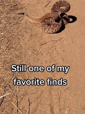 #snake #snakes #tiktok  #rattleblade #rattlesnakes #rattlesnake #fyp #foryou  #animals #reptiles #viral #trending #new #outside #reptiles #wow #big #usa  #sandiego #nature  #foryoupage #fypviralシ  #snakewrangler #wrangler #top #good #selflove 