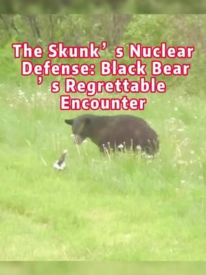 The Skunk’s Nuclear Defense: Black Bear’s Regrettable Encounter #skunk #black bear #animal #animals #animalworld #animaltiktok #foryoupage #fpy 