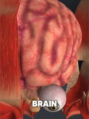 HEADACHE IS NOT WHAT YOU THINK IT IS VS WHAT DOES THE BLADDER DO? #bladder #headache #unitedstates #usa🇺🇸 #usa_tiktok #usatiktok 