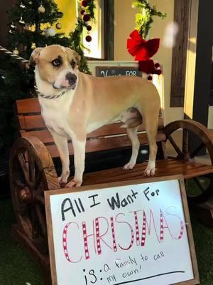 🐾 This Christmas, some very special pups have wishes to share… 🐾🎄 Meet Ragnar, Speedy Gonzalez, Tucker, and Muffin—four lovable dogs with big hearts and even bigger Christmas wishes. These pups have been patiently waiting for their forever homes, and this holiday season, they’re hoping you can help make their dreams come true. ❤️ 🌟 Ragnar wants nothing more than a family to call his own. His eyes are looking at you with so much emotion, telling you to bring him home! 🌟 Speedy Gonzalez, a playful puppy, is the last of his litter still waiting for a home. All he really wants this Christmas are some tasty treats to munch on in a new home! 🌟 Tucker doesn't understand why he has been here so long. He is so friendly and ready to give you all of his love! 🌟 And Muffin—this brave three-legged pup is a miracle, made possible by our Miracle Fund. His wish this Christmas is for you to help other dogs like him by donating to the Miracle Fund, so they can get the care and second chances they need. 🐾💖 Every dog deserves to have their Christmas wish come true. 🎁 Adopt today and give a dog like Ragnar, Speedy Gonzalez, or Tucker the home they’ve been waiting for: bdrr.org/adopt 🎁 Donate to the Miracle Fund and help make second chances possible for dogs like Muffin: www.BDRR.org/miracle-fund 💙Donate: www.BDRR.org/miracle-fund 🐶Lifesaving Member: www.BDRR.org/lifesaver 🐾 Adopt: www.BDRR.org/adopt 💲Venmo: @bigdogranchrescue 💰CashApp: @bigdogranchrescue 💵Zelle: finance@bdrr.org #bdrr #bigdogranchrescue #dogrescue #rescuedog #AdoptDontShop #adoptadog #foreverhome #save10k #save10kdogs