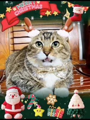 Merry Christmas $ Happy New Year #cat #catsoftiktok #cats #fyp #kucing #pet #kittensoftiktok 