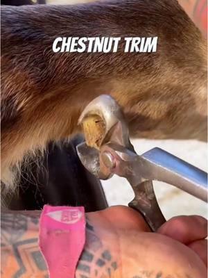 #farrier #farriersoftiktok #horse #horsesoftiktok #horses #asmr #satisfying #hoof #care 