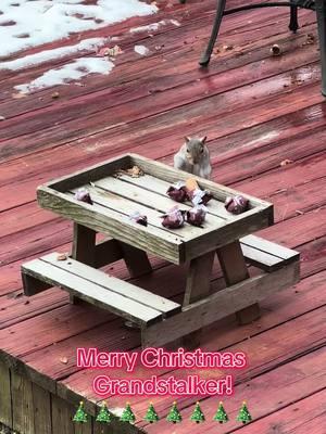 #christmas #christmas2024 #grandstalkers #grandsquirrel #wildlife #wildliferescue #wildliferescuer #wildliferehab #wildliferehabilitation #wildliferehabber #everylifematters #squirrel #squirrelrescue #squirrelrescuer #squirrelrescuemom #squamma #squirrelrehab #squirrelfriend #LIWRR #firstchristmas