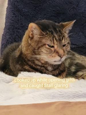 Why did the sound fit so well? 😅 #christmas2024 #Christmas #merrychristmas #cat #cats #catsoftiktok #PetsOfTikTok #tabbycat #seniorcat #blindcat #blind #glaucoma #soulcat #merrychristmasyoufilthyanimal #grumpy #grumpycat 