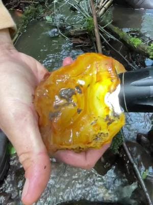 One of the nicest carnelians I’ve found! #carnelian #agate #rockhound #rockhounding #washington #creek 