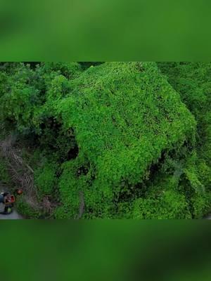 Clean up cut overgrown grass clean up garden #cleanup #mylife #bushcraft #clean #cleaning #houses #beforeafter #housetour #house #Home #homedecor