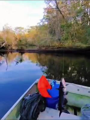 Catfish #cat #catfish #worms #fishing #countyboyz @D.j. Dap #river #jonboat #florida #fyp #catfishgrease #darkwater 