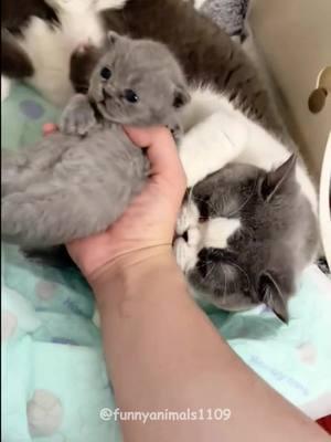 Mom 🥰#cat #cats #cutecat #catlover #catsoftiktok #fypage #fypツ #funny #funnyvideos #funnycat #foryoupage #foryou #funnyanimals #kitty 