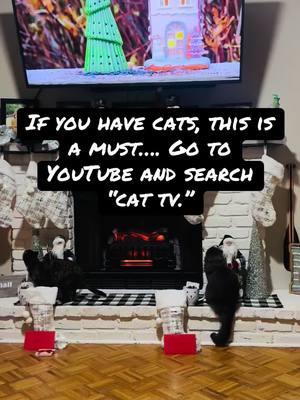 #thisisamust #cats #youtube #cattvwatching #cattv #catentertainment #theyloveit #christmas2024 #louisianamom #christmas #mycats 