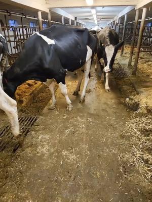 Morning chores on a small dairy farm!! Merry Christmas! #dairy #familyfarm #agriculture #cows #milk #farmer #dairyfarmer #farm #holstein #fyp 