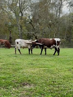 DB Chard Fiddler & OJ's bromance. First grooming then horn play! https://www.circleofsevenlonghorns.com/ #texaslonghorncattle #longhorncattle #ranchlife #houstontx