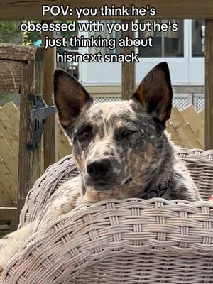 #blueheeler #dogtok #heelertok #cattledog #heelerdogs #dogsoftiktok #heelers #blueheelerpuppy 