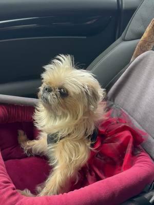 Minnie enjoying the car ride. She loves it.  #brusselsgriffon #purejoy #happyholidays #merrychristmas 