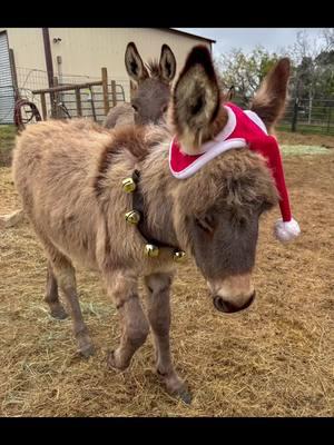 Merry Christmas/Happy Holidays/Göd Yule! #donkey #baby #babydonkey #cute #christmas 