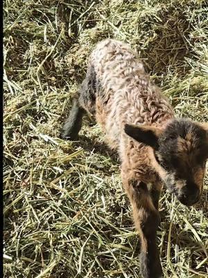 Christmas morning manger scene with the lambs 🐑🐑🐑🐏🐏🐏🐏🐑 #lamb #lambs #lambsoftiktok #sheepoftiktok #sheep #farming  #babyanimals #manger #christmas #adorableanimals #happiness #cute 